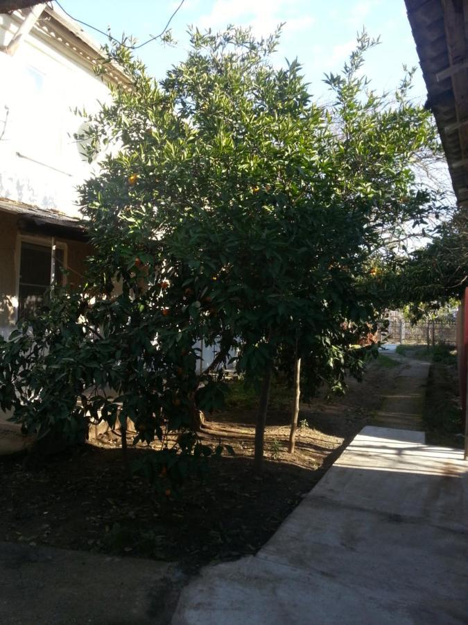 Guest House Yuzhnaya Palmira ปิซุนดา ภายนอก รูปภาพ